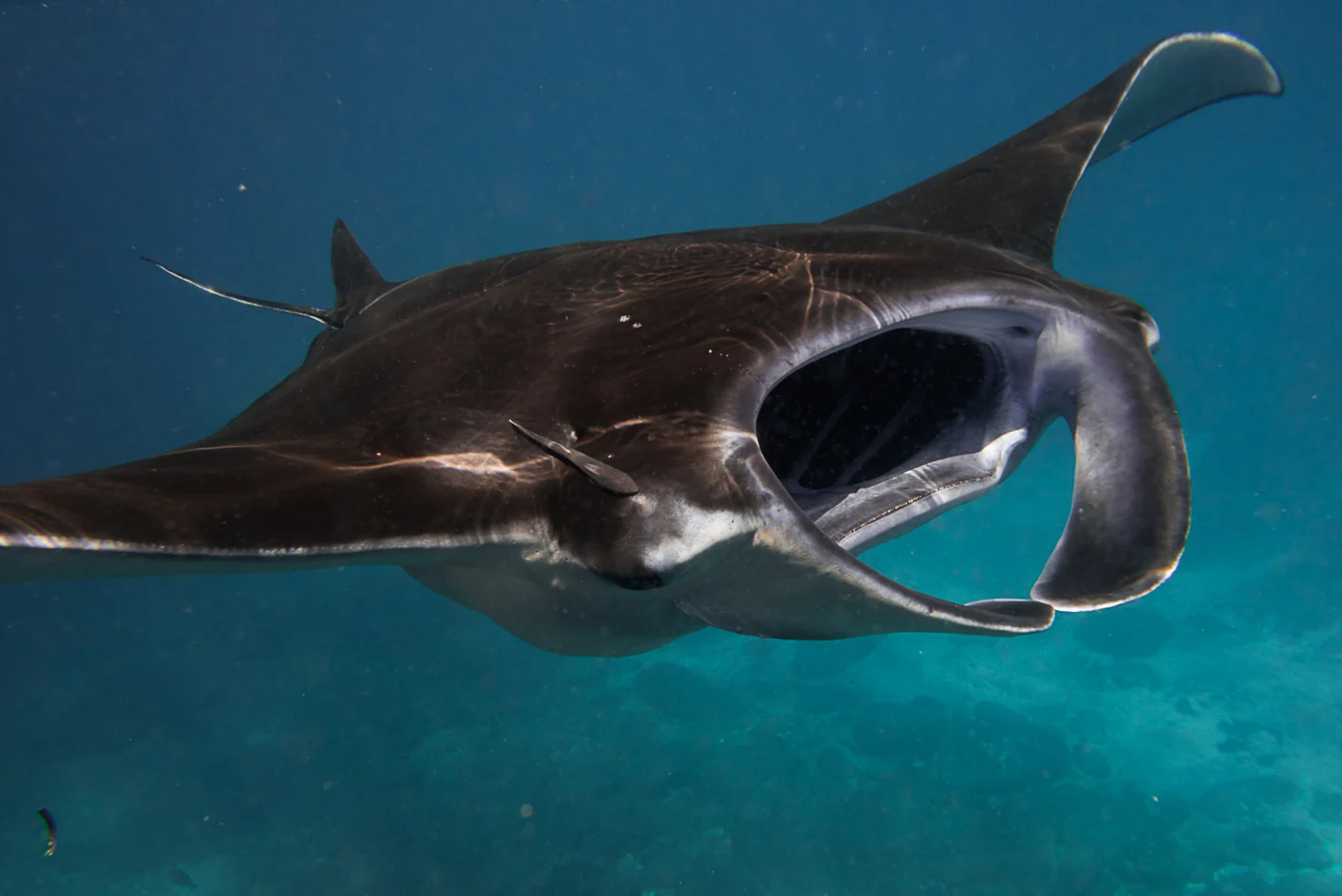 Close view of a manta ray swimming underwater