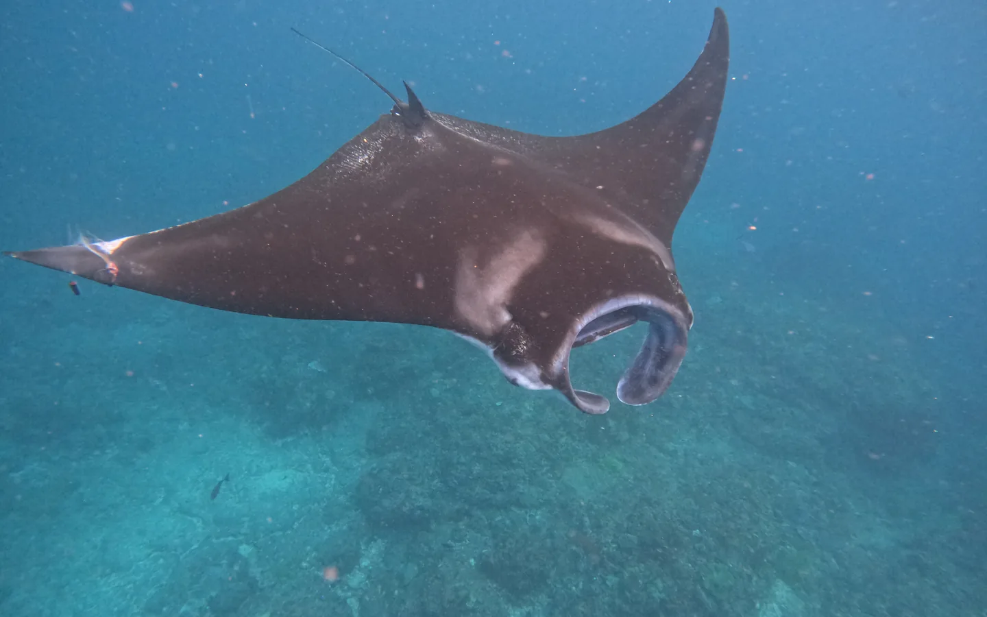Manta ray swimming in blue water