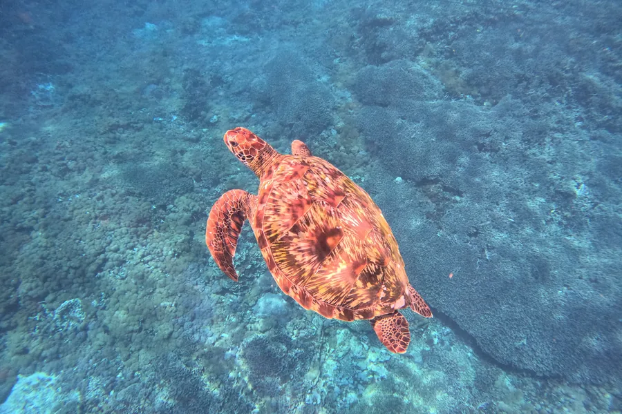 Sea turtle swimming above the reef